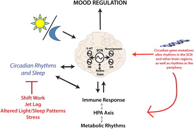 How Might Circadian Rhythms Control Mood