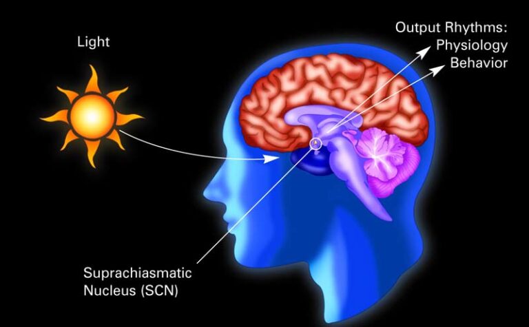 The human circadian clock entrains to sun time