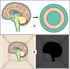 The Brain as a Black Body in a Black Box