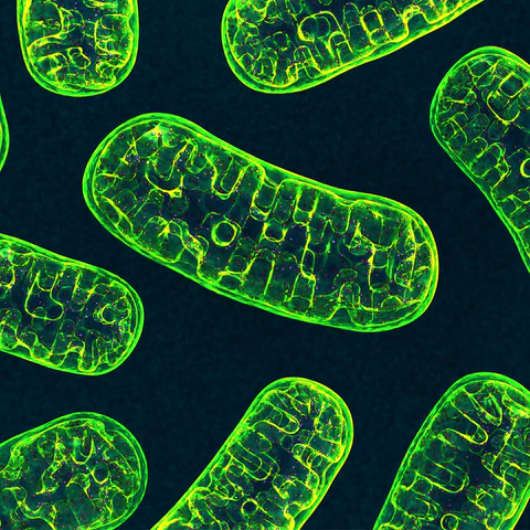 EMF, Water, Membrane Channels, Intracellular Calcium